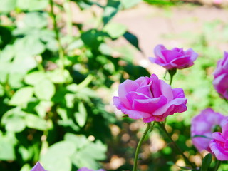 晴れた日のローズガーデン