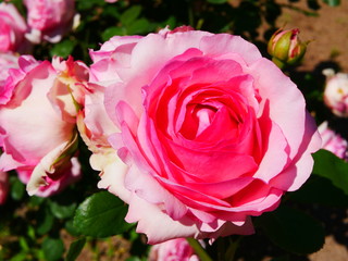 晴れた日のローズガーデン