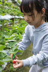 Asian Little Chinese Girl picking fresh strawberry