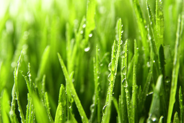 Fototapeta premium grass background / Wheatgrass is a food prepared from the freshly sprouted first leaves of the common wheat plant