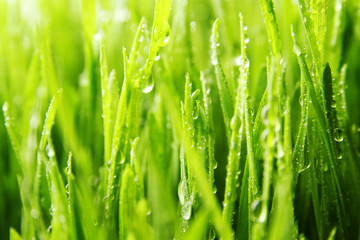 Obraz na płótnie Canvas grass background / Wheatgrass is a food prepared from the freshly sprouted first leaves of the common wheat plant