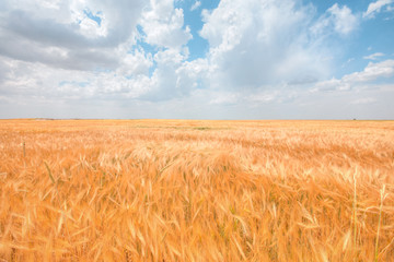 Beautiful landscape of golden dry wheat field ready for harvest growing in a farm field