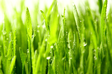 grass background / Wheatgrass is a food prepared from the freshly sprouted first leaves of the common wheat plant