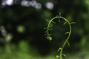 young shoot of a plant in the form of a question mark on a blurred green background