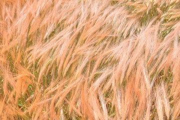 Beautiful landscape of golden dry wheat field ready for harvest growing in a farm field