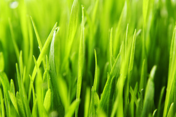 grass background / Wheatgrass is a food prepared from the freshly sprouted first leaves of the common wheat plant