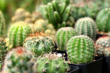 Beautiful cactus in tropical