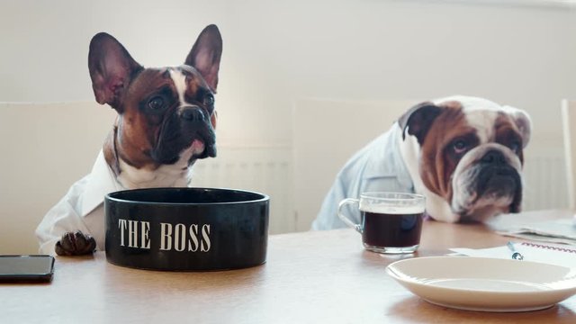 Two dogs in an office meeting room, with coffee and snacks