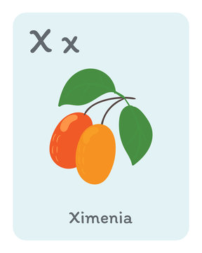 Vegetable and fruit english alphabet. X letter. Ximenia vector illustration.