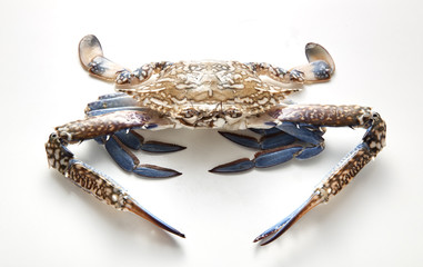 blue crab isolated on white background