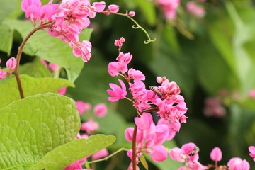 Pink vine flowers in tropical