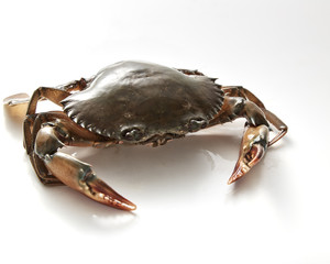 Crab isolated on white background