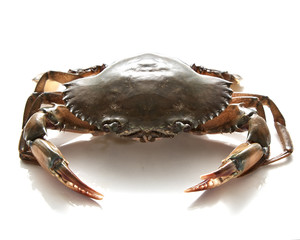 Crab isolated on white background