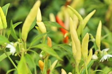 Chili peppers in garden