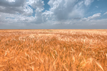 Beautiful landscape of golden dry wheat field ready for harvest growing in a farm field