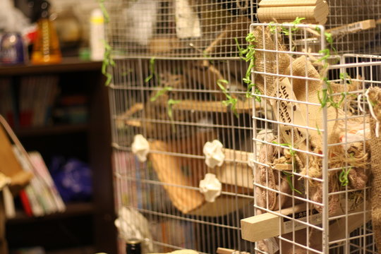 デグー　ケージ