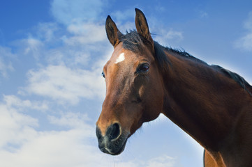 Obraz na płótnie Canvas Head of a bay horse