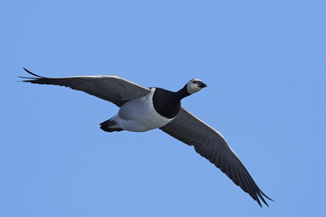 Barnacle goose (Branta leucopsis)
