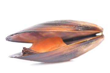 Fresh mussel
