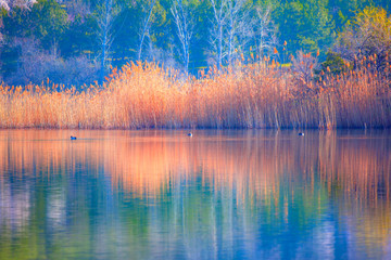 Beautiful serene waving reed in the sunlight 