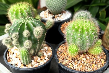 Beautiful cactus in tropical