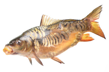 Fish carp