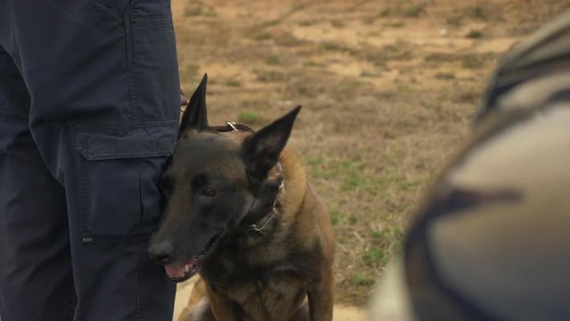 A K9 police dog sits ready for action to sniff out drugs, bombs, or criminals.
