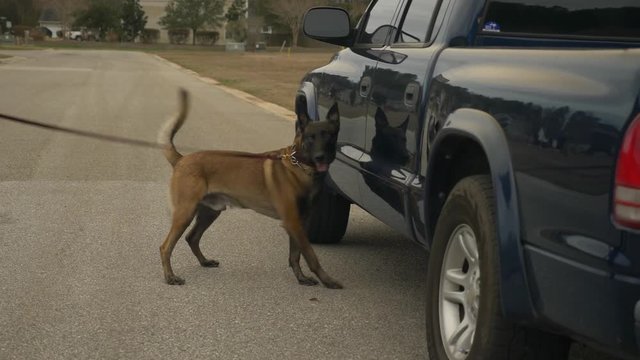 A police uses a K9 dog to inspect a truck to check for possible drugs or explosives.