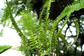 green fern in tropical