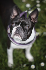 Boston Terrier in the Park in Spring