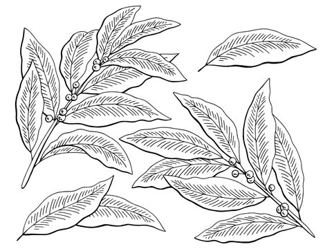 Bay leaf graphic black white isolated sketch set illustration vector