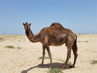 Smiling camel in the desert.