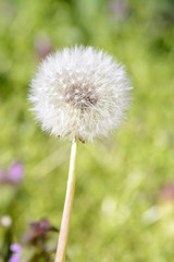 Close up of a single dandelion against blurry background.