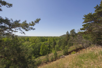 Beautiful view of the lake through the pine tree