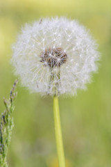 Close up of a single dandelion against blurry background.