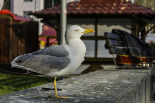 portrait of a Single seagull waiting in a wall.
