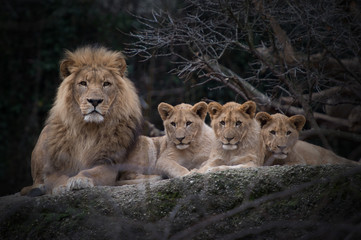 Fototapeta na wymiar Löwe mit Jungtieren