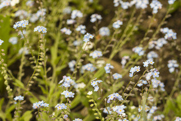 Myosotis sylvatica tiny blue flowers in nature.