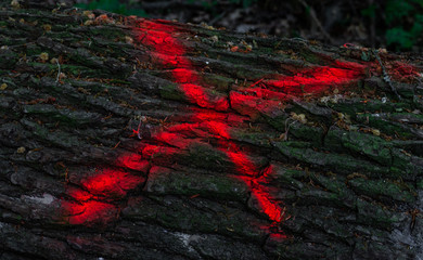 Rotes Kreuz Markierung auf einem Baumstamm