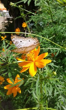 A flor e a borboleta