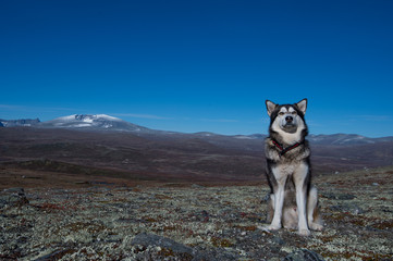 Schlittenhund in Norwegen