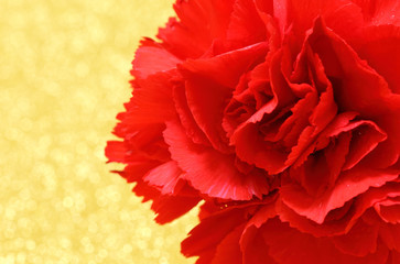 Red carnation flower close up