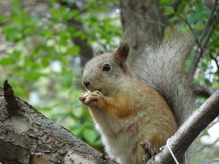 Rodent Squirrel - Nursing Mother