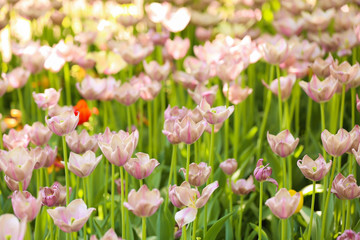 Blossoming tulips outdoors on sunny spring day