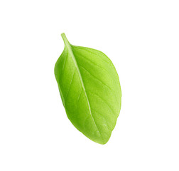 Fresh green basil leaf on white background