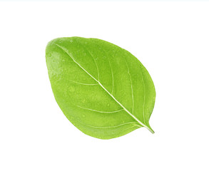 Fototapeta na wymiar Fresh green basil leaf on white background