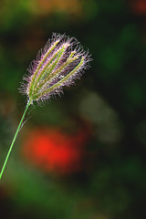 The flowers of the grass are sunlight in the morning.
