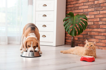 Adorable cat and dog near bowls at home. Animal friendship