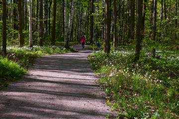 Forest path wih wildflowers