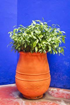 isolated orange vase with flowers in garden in Morocco